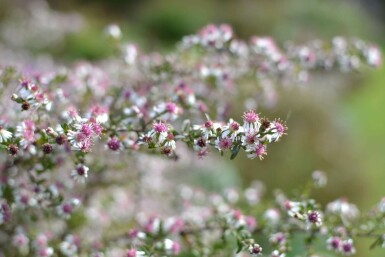 Horizontal calico aster Aster lateriflorus 'Horizontalis' 5-10 pot P9