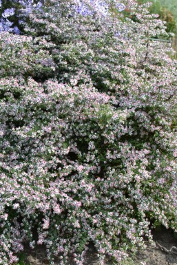 Horizontal calico aster Aster lateriflorus 'Horizontalis' 5-10 pot P9 Aster lateriflorus 'Horizontalis'