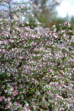 Horizontal calico aster Aster lateriflorus 'Horizontalis' 5-10 pot P9 Aster lateriflorus 'Horizontalis'