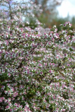 Horizontal calico aster Aster lateriflorus 'Horizontalis' 5-10 pot P9