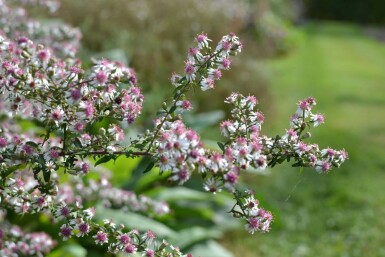 Horizontal calico aster Aster lateriflorus 'Horizontalis' 5-10 pot P9 Aster lateriflorus 'Horizontalis'