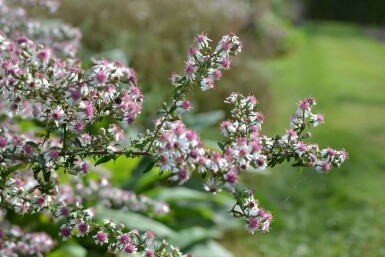 Horizontal calico aster Aster lateriflorus 'Horizontalis' 5-10 pot P9