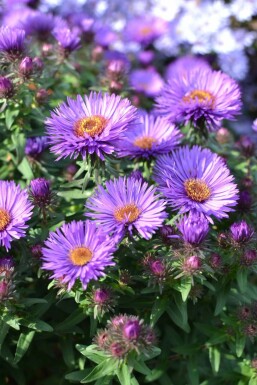 New England aster Aster novae-angliae 'Purple Dome' 5-10 pot P9 Aster novae-angliae 'Purple Dome'