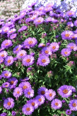 New England aster Aster novae-angliae 'Purple Dome' 5-10 pot P9 Aster novae-angliae 'Purple Dome'