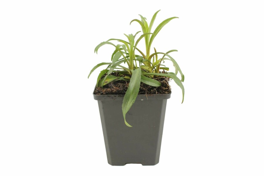 Confused Michaelmas daisy Aster novi-belgii 'Marie Ballard' 5-10 pot P9 Aster novi-belgii 'Marie Ballard'