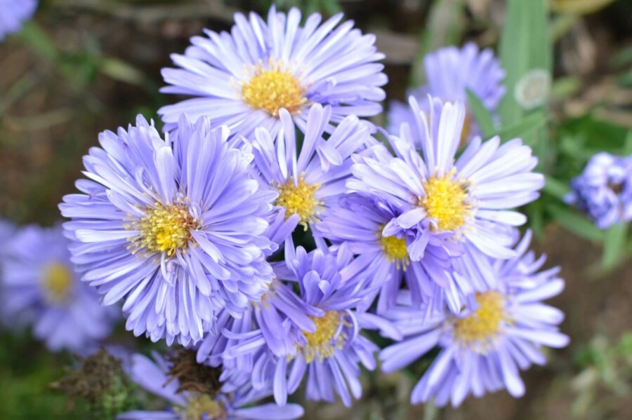 Confused Michaelmas daisy Aster novi-belgii 'Marie Ballard' 5-10 pot P9 Aster novi-belgii 'Marie Ballard'