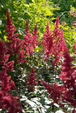 Astilbe Astilbe × arendsii 'Fanal' 10-15 pot C2 Astilbe × arendsii 'Fanal'
