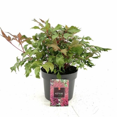 Astilbe Astilbe × arendsii 'Fanal' 10-15 pot C2 Astilbe × arendsii 'Fanal'