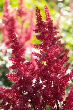 Astilbe Astilbe × arendsii 'Fanal' 10-15 pot C2 Astilbe × arendsii 'Fanal'