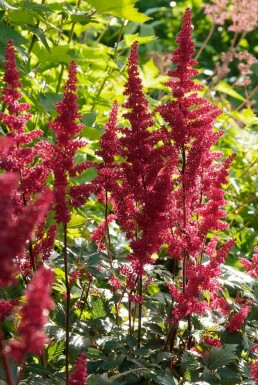 Astilbe Astilbe × arendsii 'Fanal' 10-15 pot C2 Astilbe × arendsii 'Fanal'