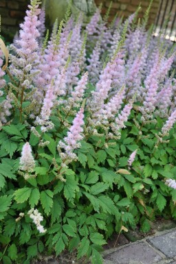 Dwarf Chinese astilbe Astilbe chinensis 'Pumila' 5-10 pot P9 Astilbe chinensis 'Pumila'