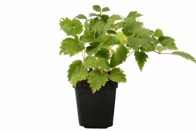 Dwarf Chinese astilbe Astilbe chinensis 'Pumila' 5-10 pot P9 Astilbe chinensis 'Pumila'