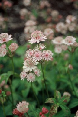 Greater masterwort Astrantia major 5-10 pot P9 Astrantia major