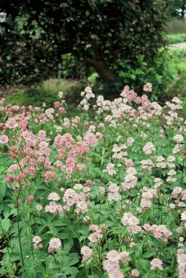 Greater masterwort Astrantia major 5-10 pot P9 Astrantia major