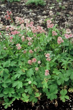 Greater masterwort Astrantia major 5-10 pot P9 Astrantia major