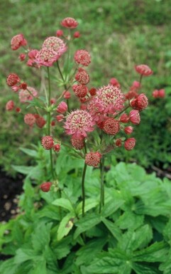 Masterwort Astrantia major 'Lars' 5-10 pot P9 Astrantia major 'Lars'