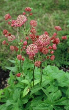 Masterwort Astrantia major 'Lars' 5-10 pot P9