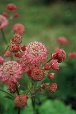 Masterwort Astrantia major 'Lars' 5-10 pot P9 Astrantia major 'Lars'