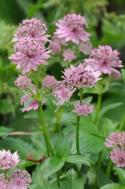 Masterwort Astrantia major 'Pink Pride' 5-10 pot P9 Astrantia major 'Pink Pride'