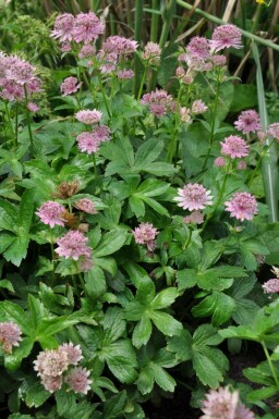 Masterwort Astrantia major 'Pink Pride' 5-10 pot P9 Astrantia major 'Pink Pride'