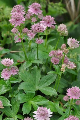 Masterwort Astrantia major 'Pink Pride' 5-10 pot P9 Astrantia major 'Pink Pride'