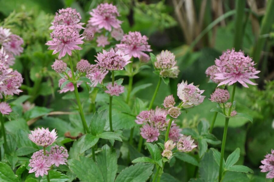 Masterwort Astrantia major 'Pink Pride' 5-10 pot P9 Astrantia major 'Pink Pride'