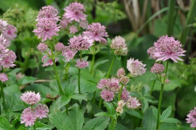 Masterwort Astrantia major 'Pink Pride' 5-10 pot P9