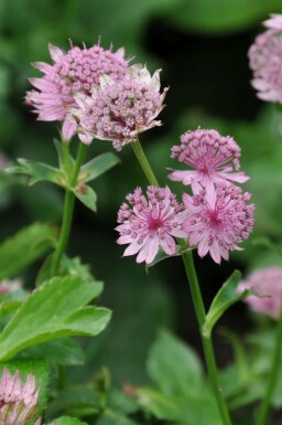 Masterwort Astrantia major 'Pink Pride' 5-10 pot P9 Astrantia major 'Pink Pride'