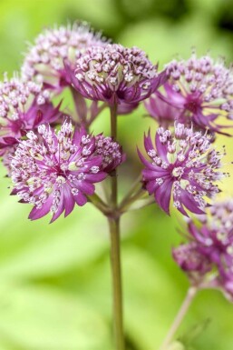 Masterwort Astrantia major 'Primadonna' 5-10 pot P9 Astrantia major 'Primadonna'
