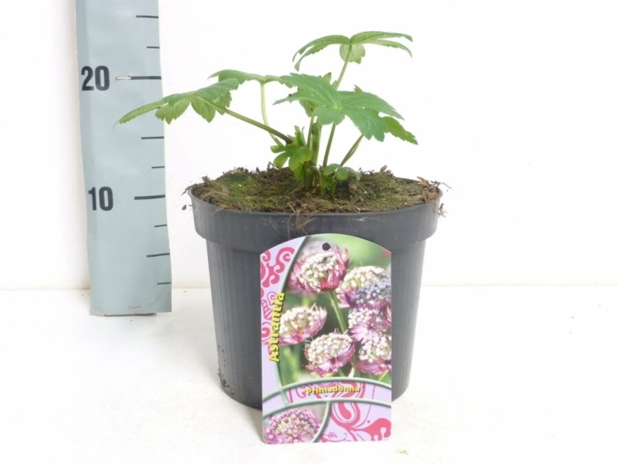 Masterwort Astrantia major 'Primadonna' 5-10 pot P9 Astrantia major 'Primadonna'