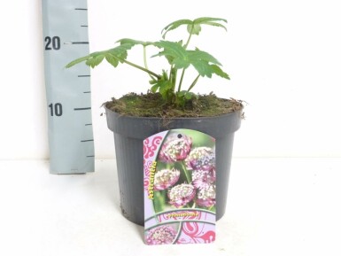 Masterwort Astrantia major 'Primadonna' 5-10 pot P9 Astrantia major 'Primadonna'