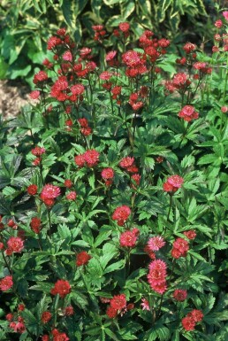 Masterwort Astrantia major 'Ruby Wedding' 5-10 pot P9 Astrantia major 'Ruby Wedding'