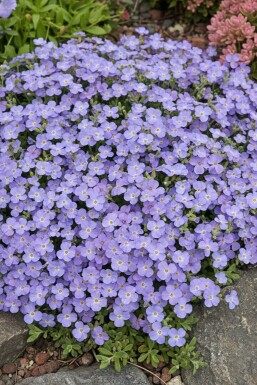 Lilacbush Aubrieta 'Cascade Blue' 5-10 pot P9 Aubrieta 'Cascade Blue'