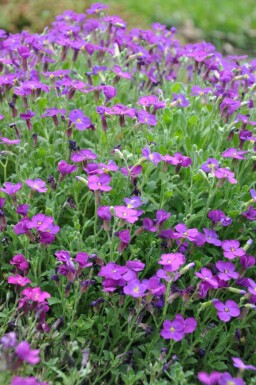 Aubrieta Aubrieta 'Cascade Purple' 5-10 pot P9 Aubrieta 'Cascade Purple'