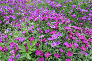 Aubrieta Aubrieta 'Cascade Purple' 5-10 pot P9 Aubrieta 'Cascade Purple'