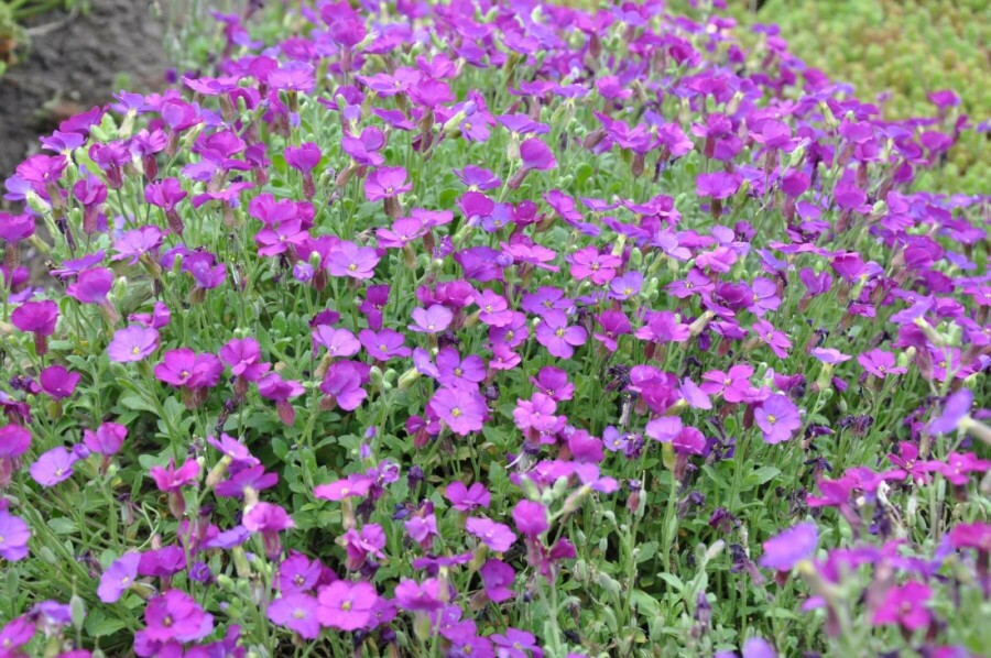 Aubrieta Aubrieta 'Cascade Purple' 5-10 pot P9 Aubrieta 'Cascade Purple'