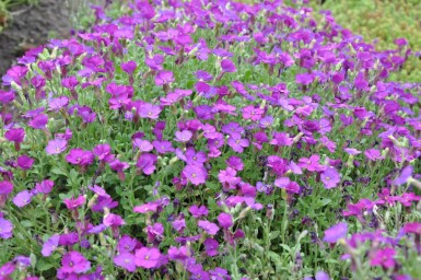 Aubrieta Aubrieta 'Cascade Purple' 5-10 pot P9 Aubrieta 'Cascade Purple'