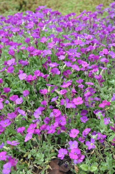 Aubrieta Aubrieta 'Cascade Purple' 5-10 pot P9 Aubrieta 'Cascade Purple'