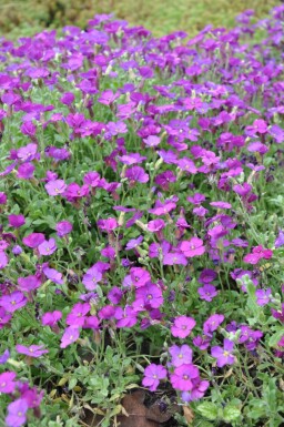 Aubrieta Aubrieta 'Cascade Purple' 5-10 pot P9 Aubrieta 'Cascade Purple'