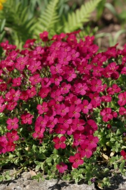Aubrieta Aubrieta 'Cascade Red' 5-10 pot P9 Aubrieta 'Cascade Red'