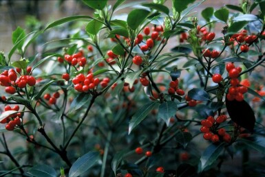 Japanese laurel Aucuba japonica 'Rozannie' shrub 20-30 pot C2