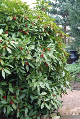 Variegated Japanese laurel Aucuba japonica 'Variegata' shrub 20-30 pot C2