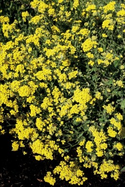 Gold dust Aurinia saxatilis 5-10 pot P9