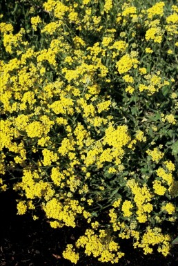 Gold dust Aurinia saxatilis 5-10 pot P9 Aurinia saxatilis