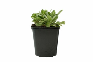 Gold dust Aurinia saxatilis 5-10 pot P9 Aurinia saxatilis