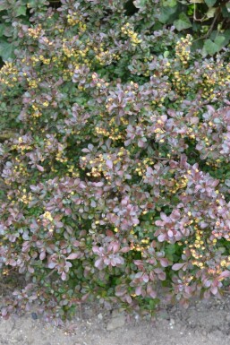 Japanese barberry Berberis thunbergii 'Atropurpurea Nana' shrub 30-40 pot C3
