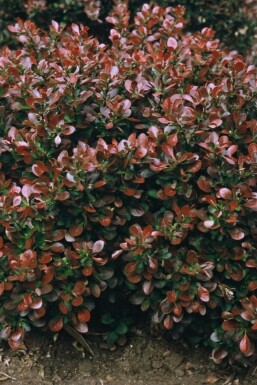 Japanese barberry Berberis thunbergii 'Bagatelle' shrub 30-40 pot C10