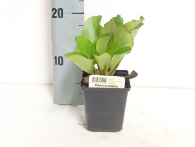 Heart-leaf bergenia Bergenia cordifolia 5-10 pot P9