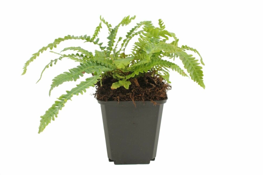 Hard fern Blechnum spicant 5-10 pot P9 Blechnum spicant