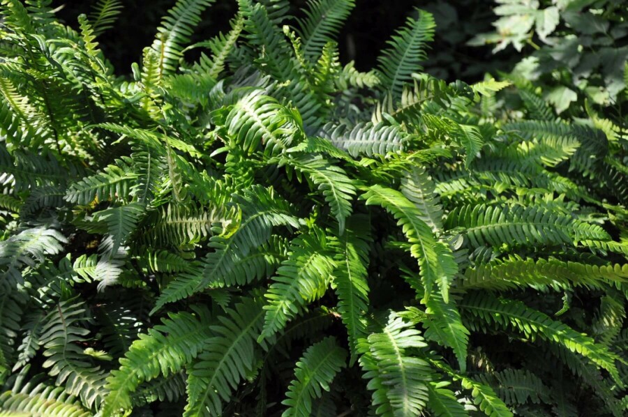 Hard fern Blechnum spicant 5-10 pot P9 Blechnum spicant